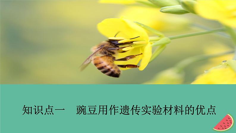 2023年新教材高中生物第1章遗传因子的发现第1节孟德尔的豌豆杂交实验一第1课时一对相对性状的杂交实验过程和解释课件新人教版必修203