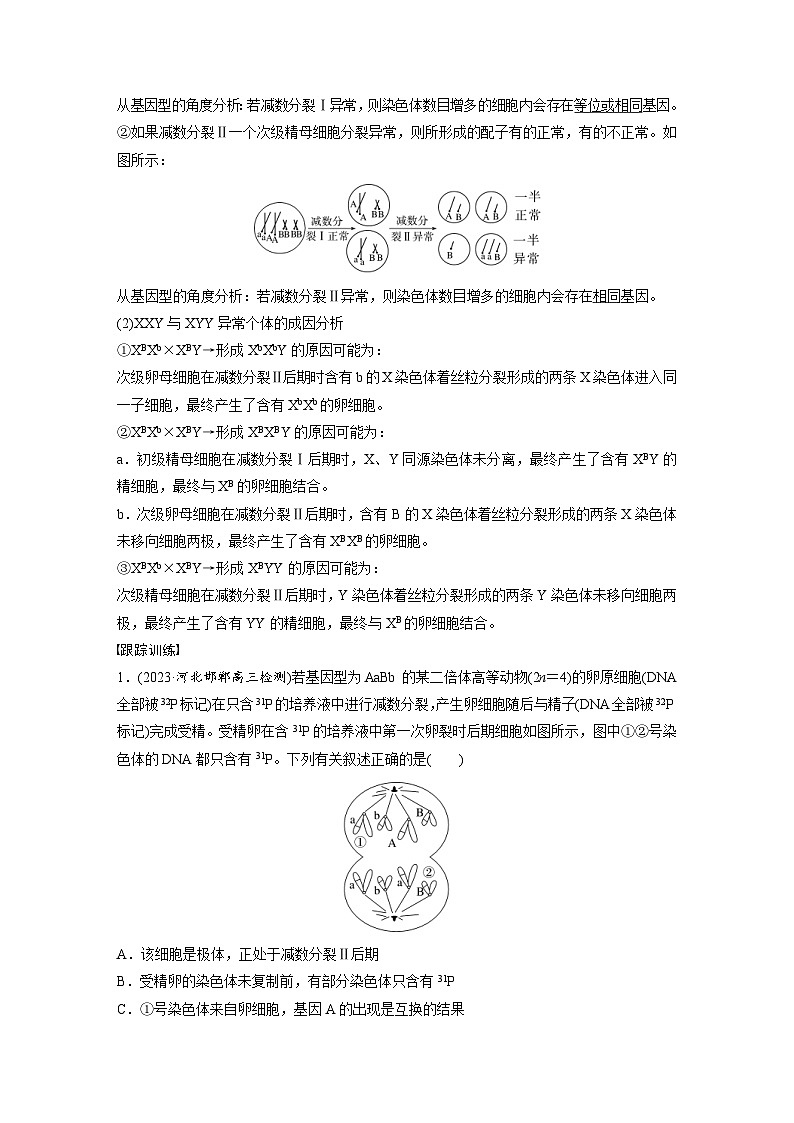 新高考生物一轮复习考点梳理讲义 第4单元 微专题三 减数分裂与可遗传变异的关系(含解析)02