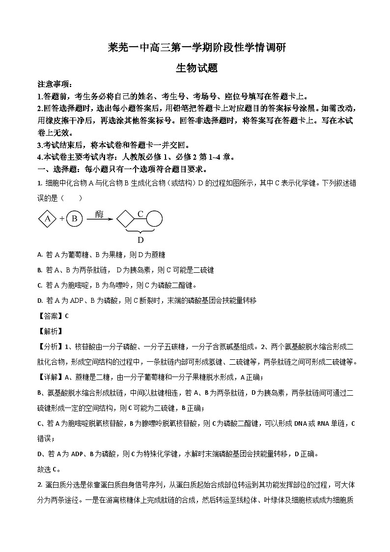 山东省济南市莱芜第一中学2024届高三上学期期中考试生物试题 word版含解析第1页