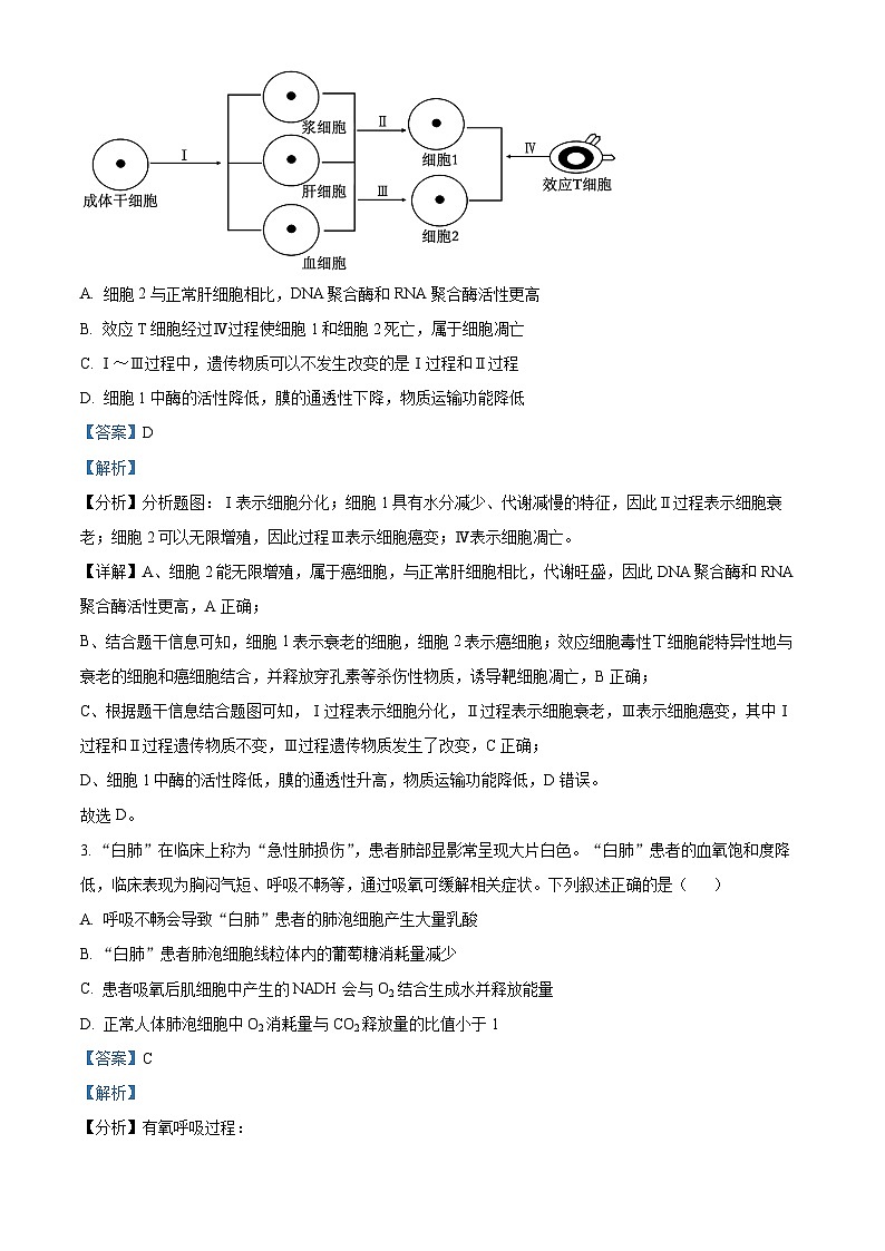 四川省绵阳市江油中学2023-2024学年高三生物上学期10月月考试题(Word版附解析)02