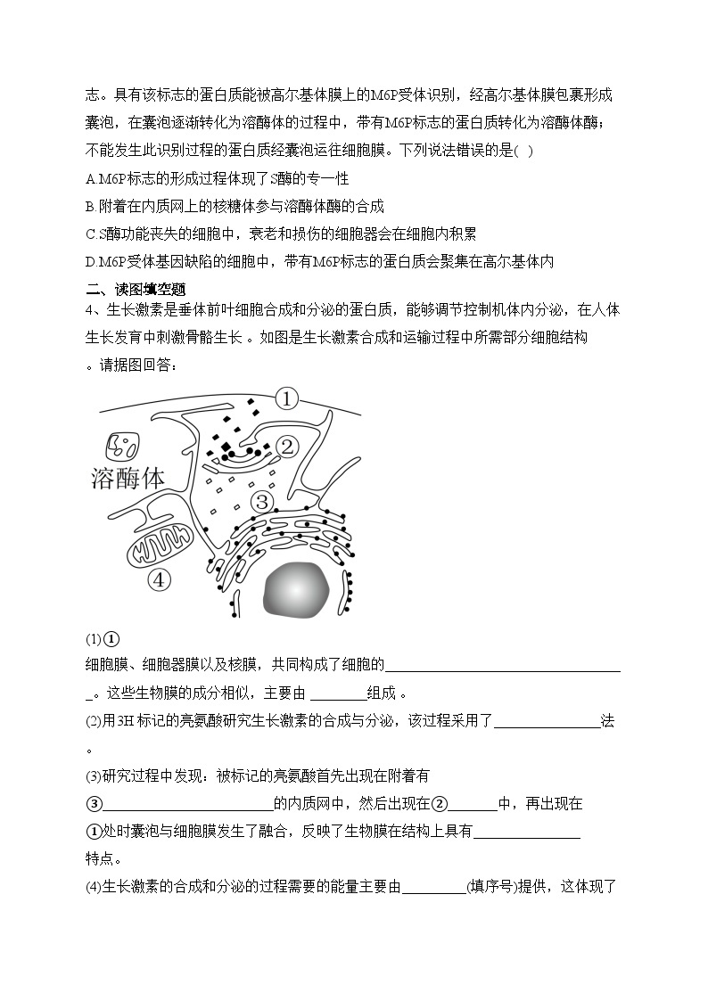 细胞器之间的分工合作 配套练习 2022-2023学年高一上学期生物人教版必修1(含答案)02