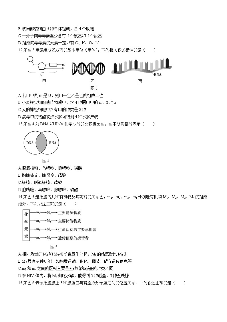 云南省下关第一中学2023-2024学年高一上学期期中生物试题(Word版附答案)第3页