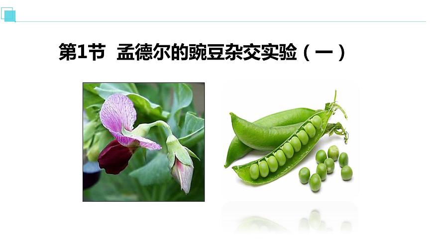 人教版高中生物必修二1.1孟德?tīng)柕耐愣闺s交實(shí)驗(yàn)（一）課件第2頁(yè)