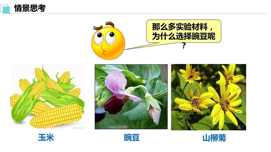 人教版高中生物必修二1.1孟德?tīng)柕耐愣闺s交實(shí)驗(yàn)（一）課件第6頁(yè)