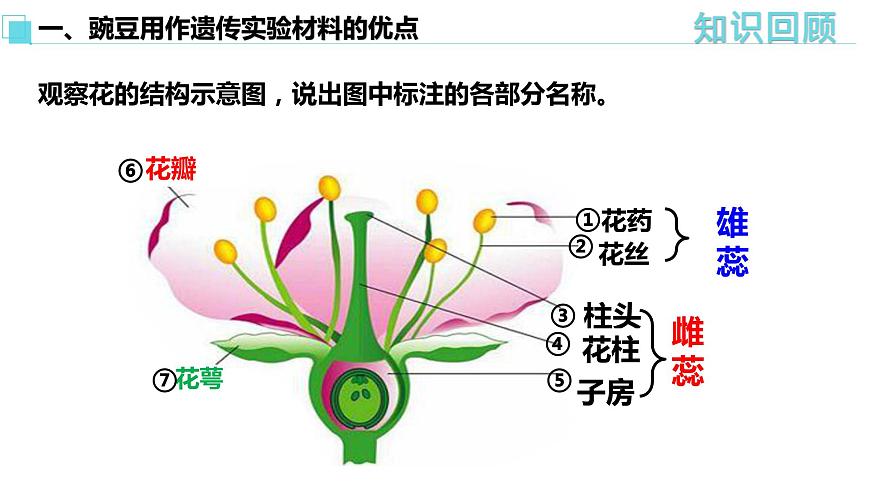 人教版高中生物必修二1.1孟德?tīng)柕耐愣闺s交實(shí)驗(yàn)（一）課件第7頁(yè)