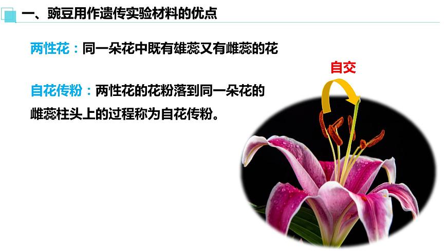 人教版高中生物必修二1.1孟德?tīng)柕耐愣闺s交實(shí)驗(yàn)（一）課件第8頁(yè)