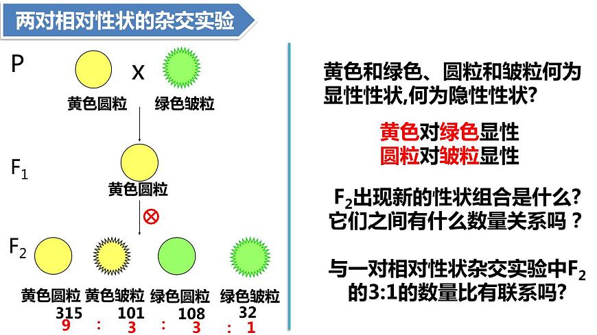 人教版高中生物必修二1.2孟德爾豌豆雜交實驗（二）課件.pptx第3頁