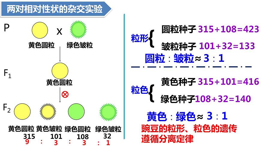 人教版高中生物必修二1.2孟德爾豌豆雜交實驗（二）課件.pptx第4頁