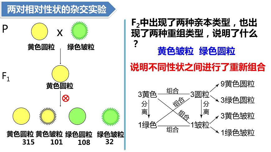 人教版高中生物必修二1.2孟德爾豌豆雜交實驗（二）課件.pptx第5頁
