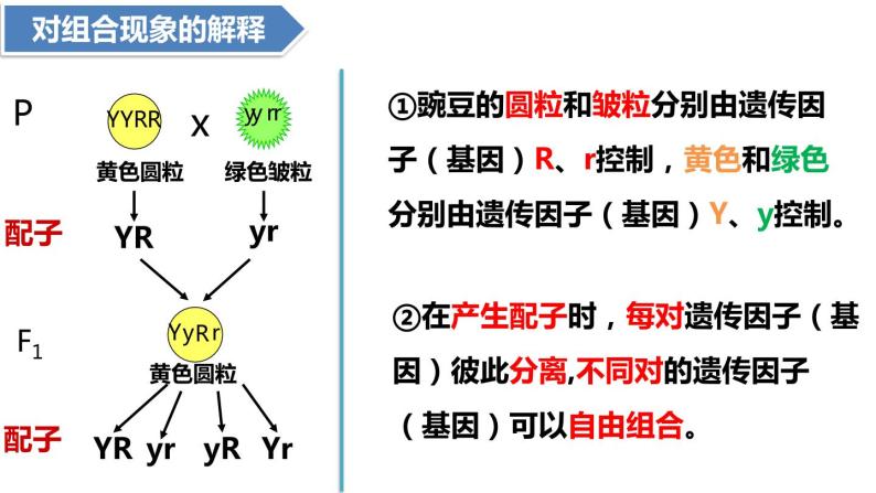 人教版高中生物必修二1.2孟德尔的豌豆杂交实验（二）课件+同步分层练习（含答案解析）07