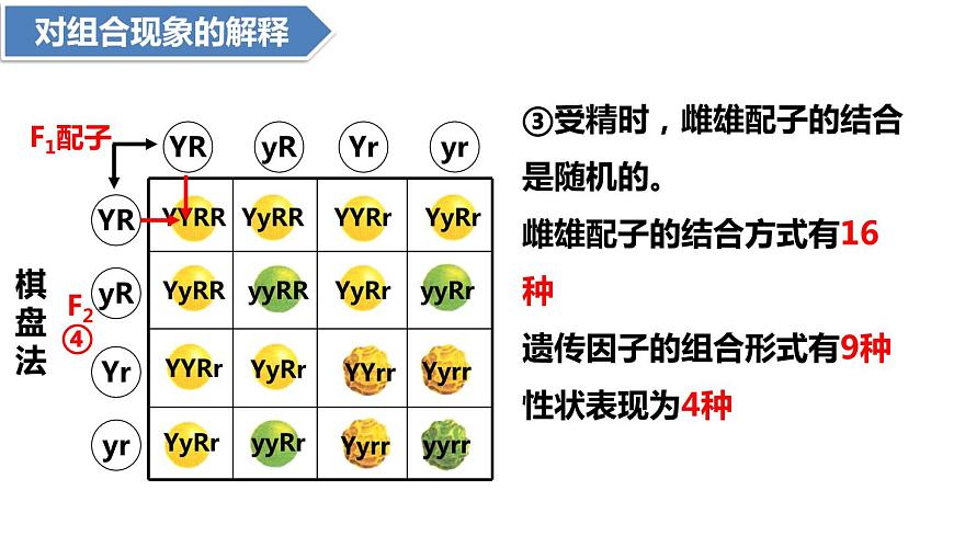 人教版高中生物必修二1.2孟德爾豌豆雜交實驗（二）課件.pptx第8頁