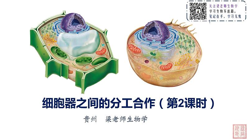 3.2 细胞器之间的分工合作(第二课时)课件01