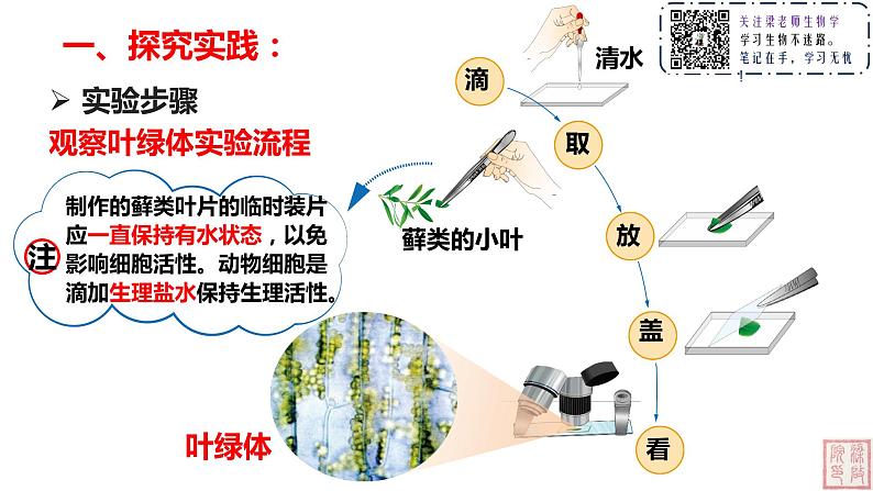 3.2 细胞器之间的分工合作(第二课时)课件03