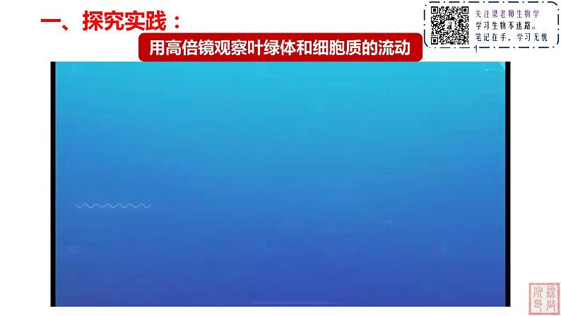 3.2 细胞器之间的分工合作(第二课时)课件04