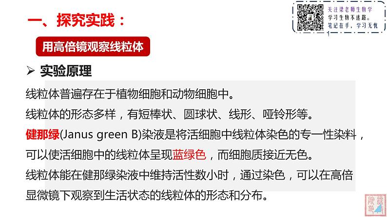 3.2 细胞器之间的分工合作(第二课时)课件07