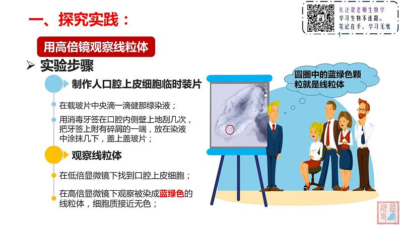 3.2 细胞器之间的分工合作(第二课时)课件08
