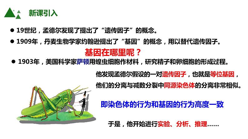 人教版高中生物必修二2.2基因在染色体上课件+同步分层练习(含答案解析)04