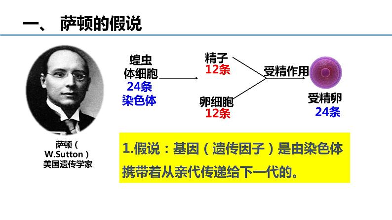 人教版高中生物必修二2.2基因在染色体上课件+同步分层练习(含答案解析)05