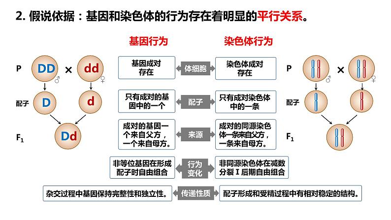 人教版高中生物必修二2.2基因在染色体上课件+同步分层练习(含答案解析)06