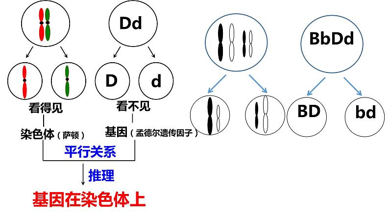 人教版高中生物必修二2.2基因在染色体上课件+同步分层练习(含答案解析)07