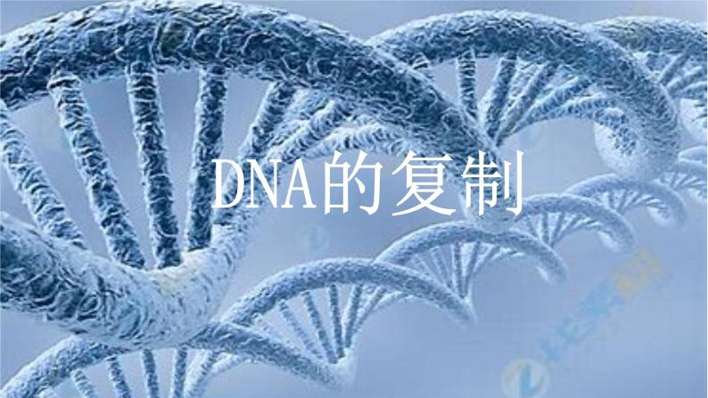 DNA的复制课件PPT01