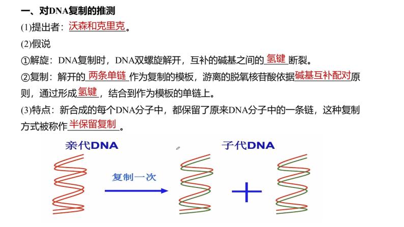 DNA的复制课件PPT07