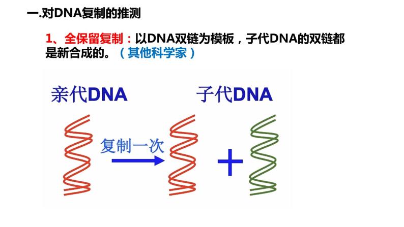 DNA的复制课件PPT08