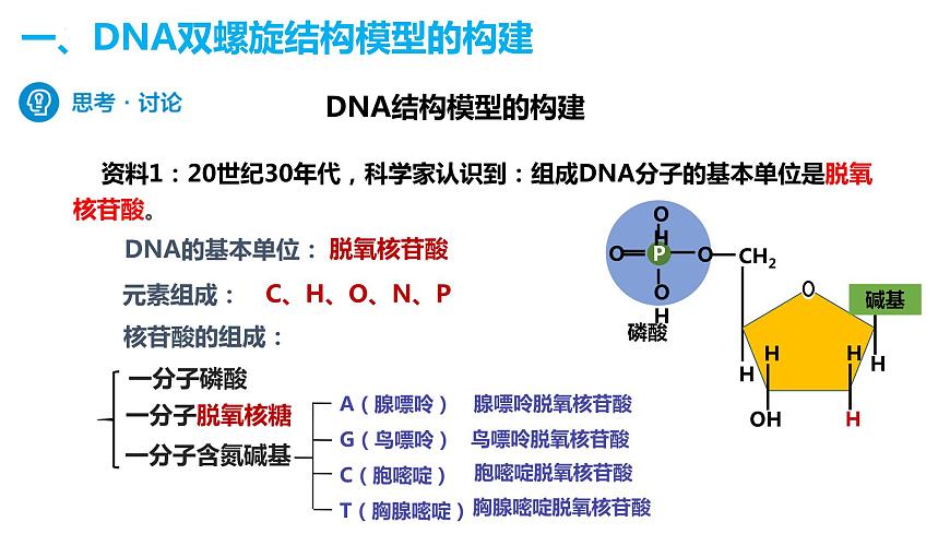人教版高中生物必修二3.2DNA的結(jié)構(gòu)課件第4頁