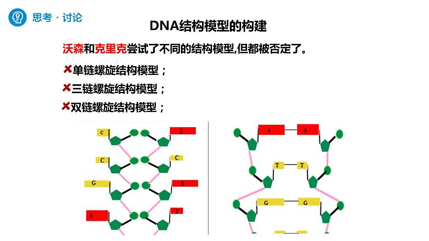 人教版高中生物必修二3.2DNA的結(jié)構(gòu)課件第6頁
