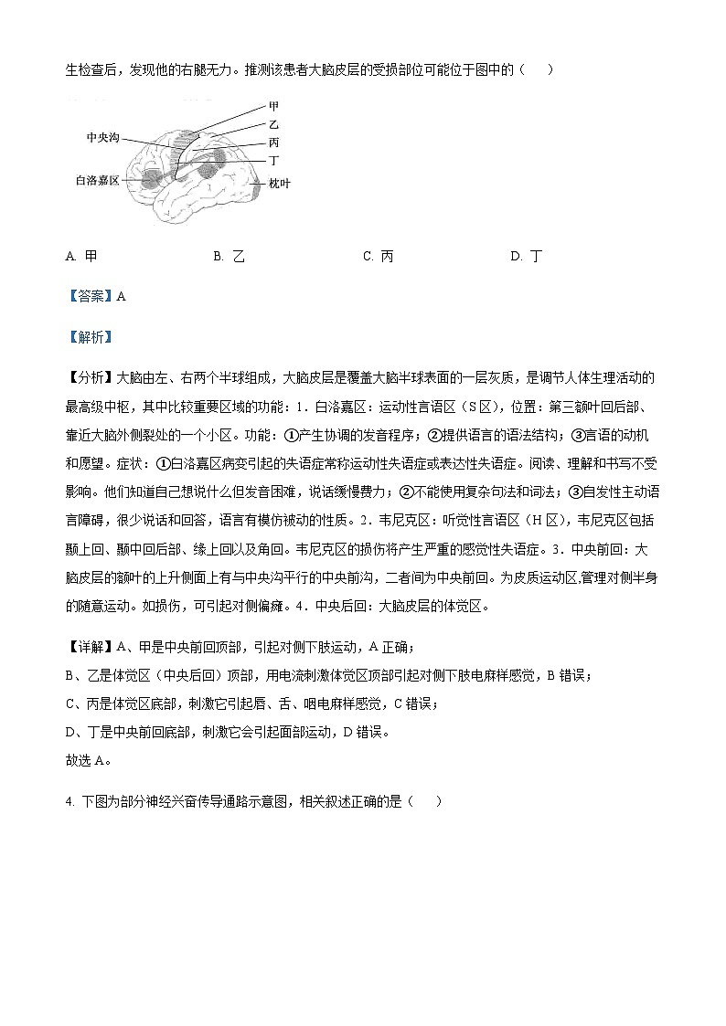 山西省阳泉市第一中学2022-2023学年高二上学期期中生物试题 Word版含解析第3页