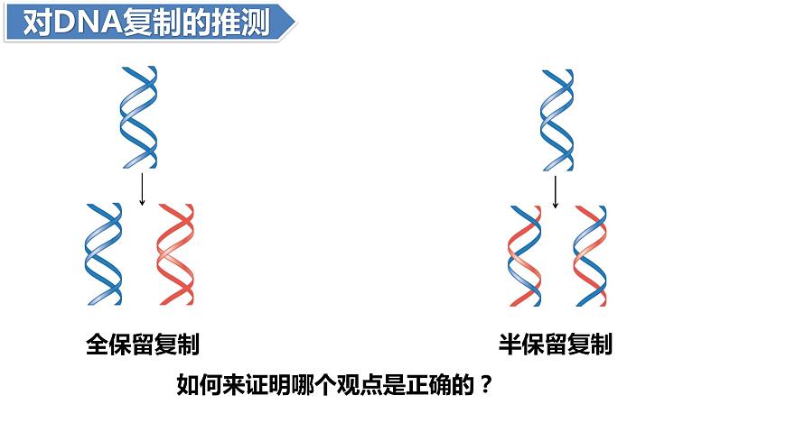 人教版高中生物必修二3.3DNA的復(fù)制課件第3頁