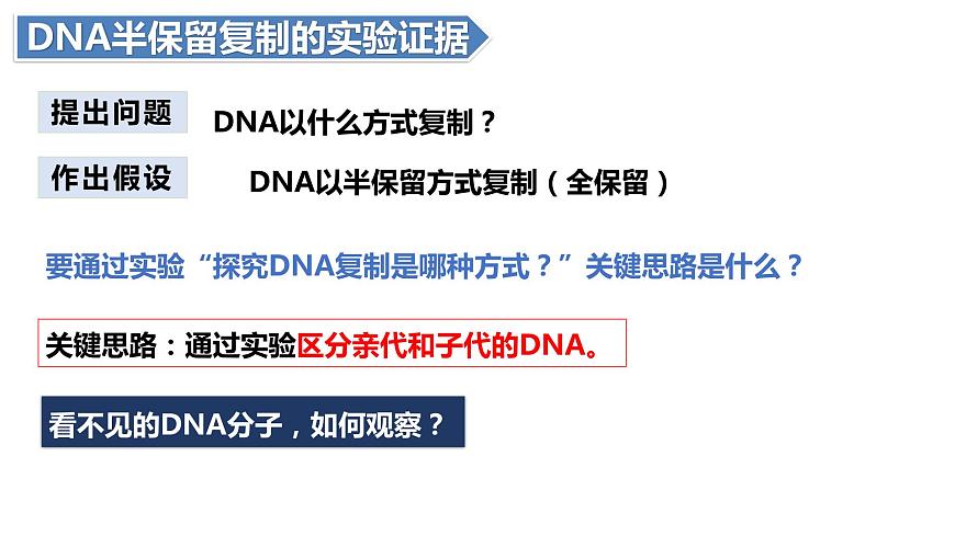 人教版高中生物必修二3.3DNA的復(fù)制課件第4頁