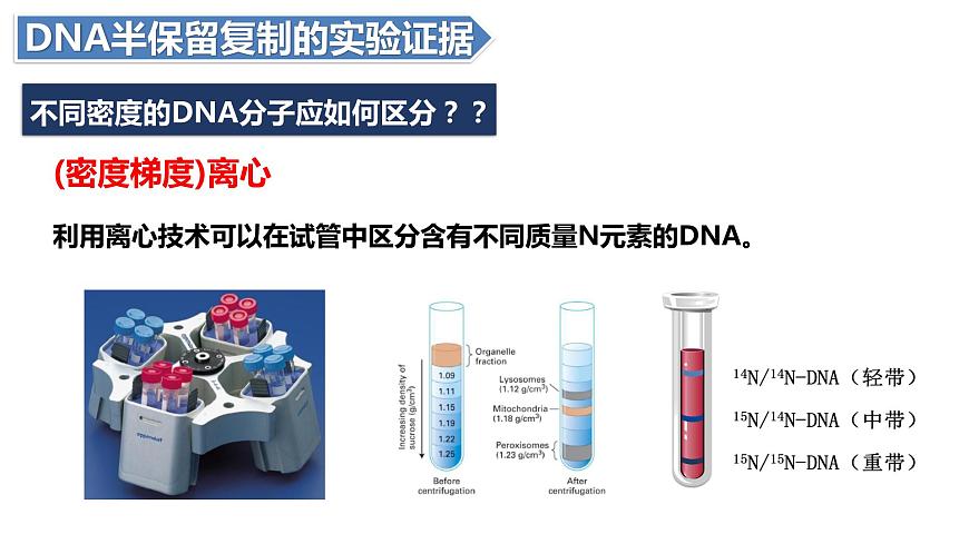 人教版高中生物必修二3.3DNA的復(fù)制課件第6頁