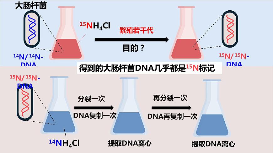 人教版高中生物必修二3.3DNA的復(fù)制課件第7頁