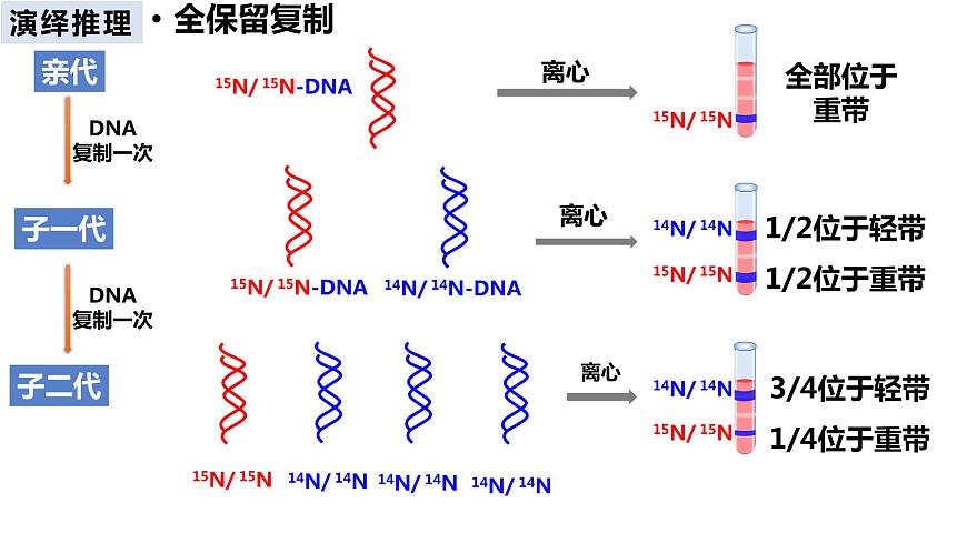 人教版高中生物必修二3.3DNA的復(fù)制課件第8頁