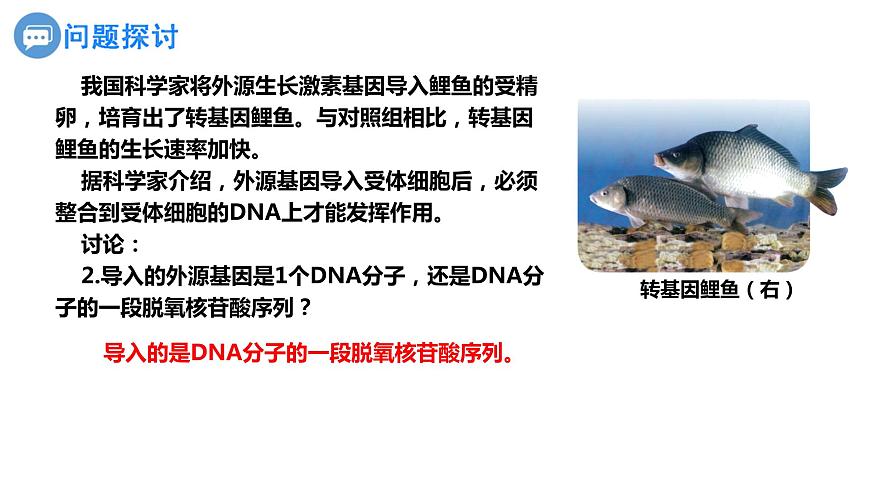 人教版高中生物必修二3.4基因通常是有遺傳效應(yīng)的DNA片段課件第3頁(yè)