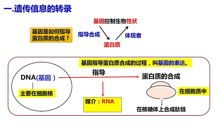 人教版高中生物必修二4.1基因指導(dǎo)蛋白質(zhì)的合成（第一課時(shí)）課件第3頁(yè)