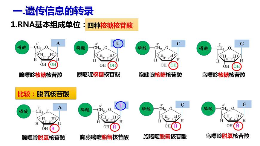 人教版高中生物必修二4.1基因指導(dǎo)蛋白質(zhì)的合成（第一課時(shí)）課件第5頁(yè)