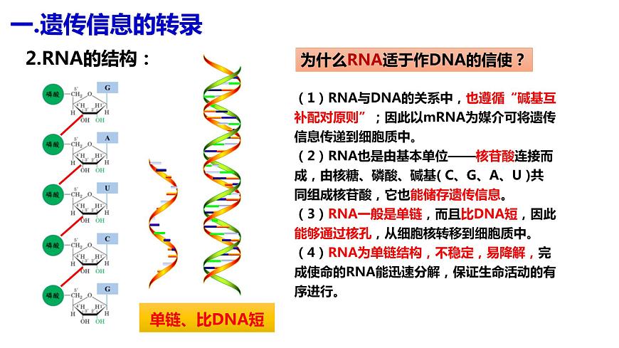 人教版高中生物必修二4.1基因指導(dǎo)蛋白質(zhì)的合成（第一課時(shí)）課件第6頁(yè)