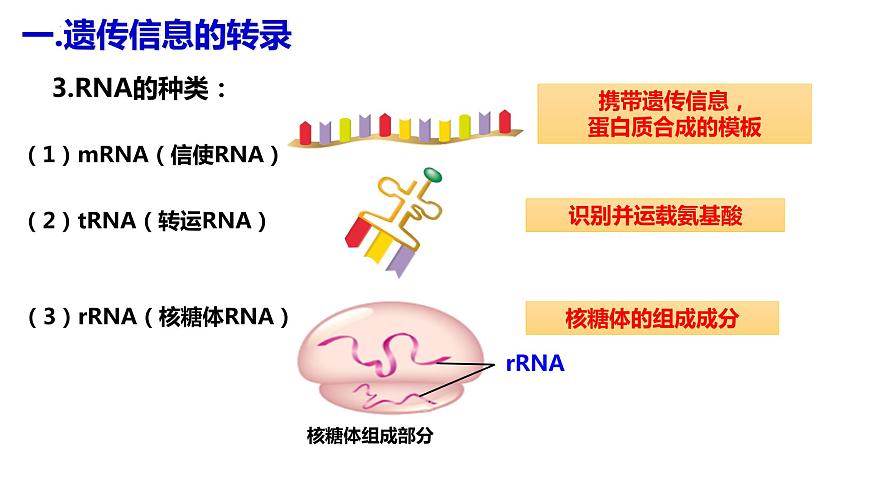 人教版高中生物必修二4.1基因指導(dǎo)蛋白質(zhì)的合成（第一課時(shí)）課件第7頁(yè)