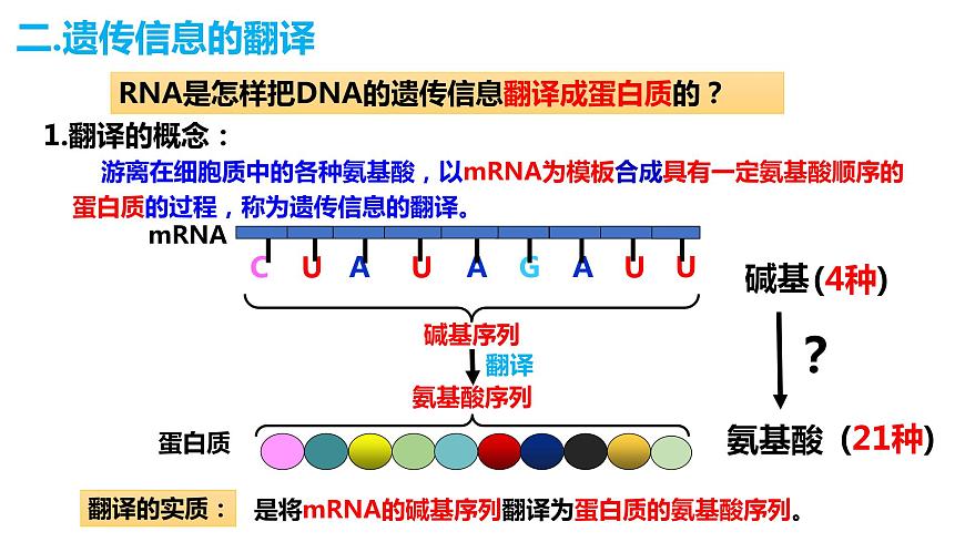 人教版高中生物必修二4.1基因指導(dǎo)蛋白質(zhì)的合成（第二課時(shí)）課件第2頁(yè)