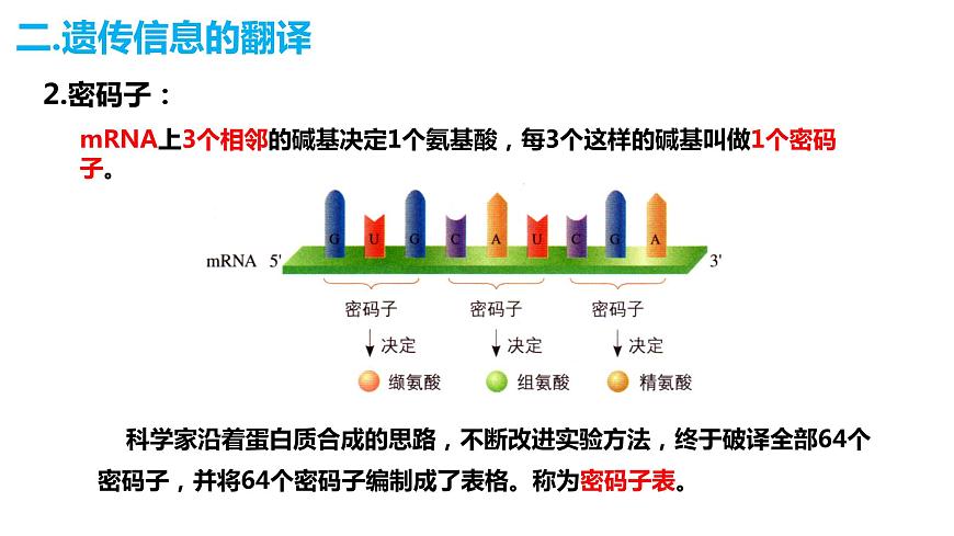 人教版高中生物必修二4.1基因指導(dǎo)蛋白質(zhì)的合成（第二課時(shí)）課件第4頁(yè)