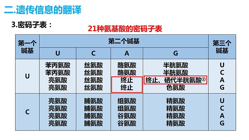 人教版高中生物必修二4.1基因指導(dǎo)蛋白質(zhì)的合成（第二課時(shí)）課件第5頁(yè)