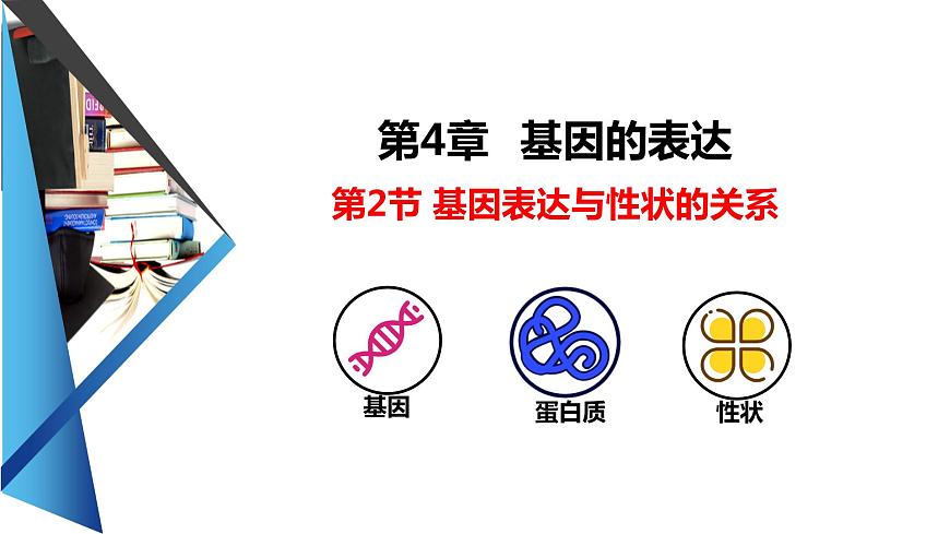 人教版高中生物必修二4.2基因表達與性狀的關系課件第1頁