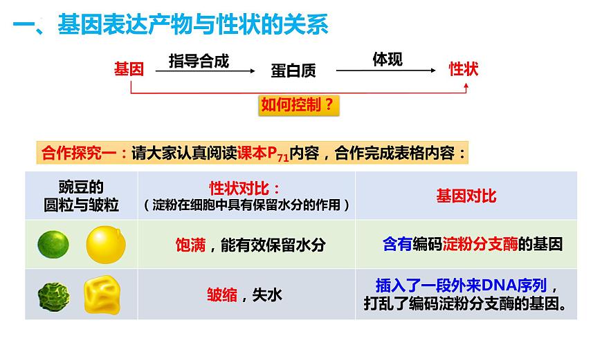 人教版高中生物必修二4.2基因表達與性狀的關系課件第3頁