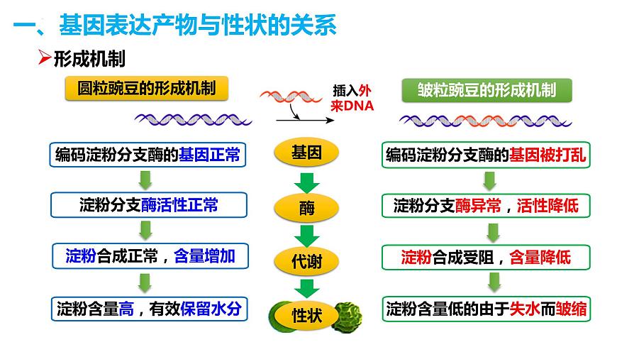 人教版高中生物必修二4.2基因表達與性狀的關系課件第4頁