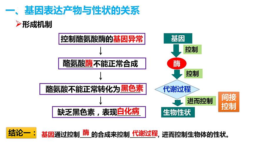 人教版高中生物必修二4.2基因表達與性狀的關系課件第6頁