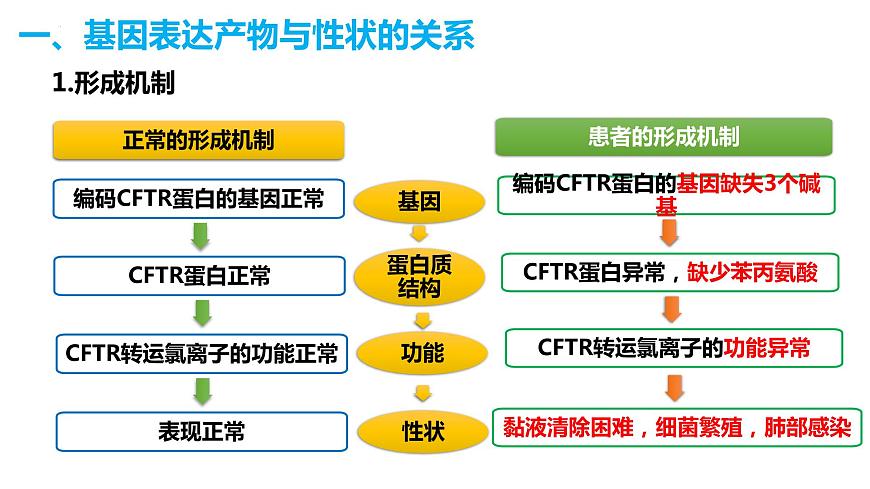 人教版高中生物必修二4.2基因表達與性狀的關系課件第8頁