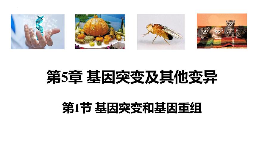 人教版高中生物必修二5.1基因突變和基因重組課件第1頁