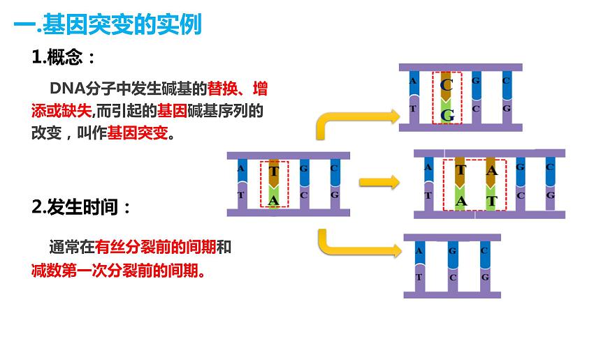 人教版高中生物必修二5.1基因突變和基因重組課件第7頁